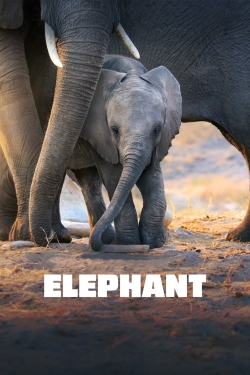 Elephant-full